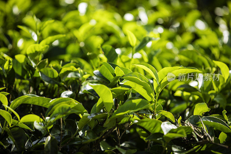 Kandy和Nuwara Eliya之间山区的茶树